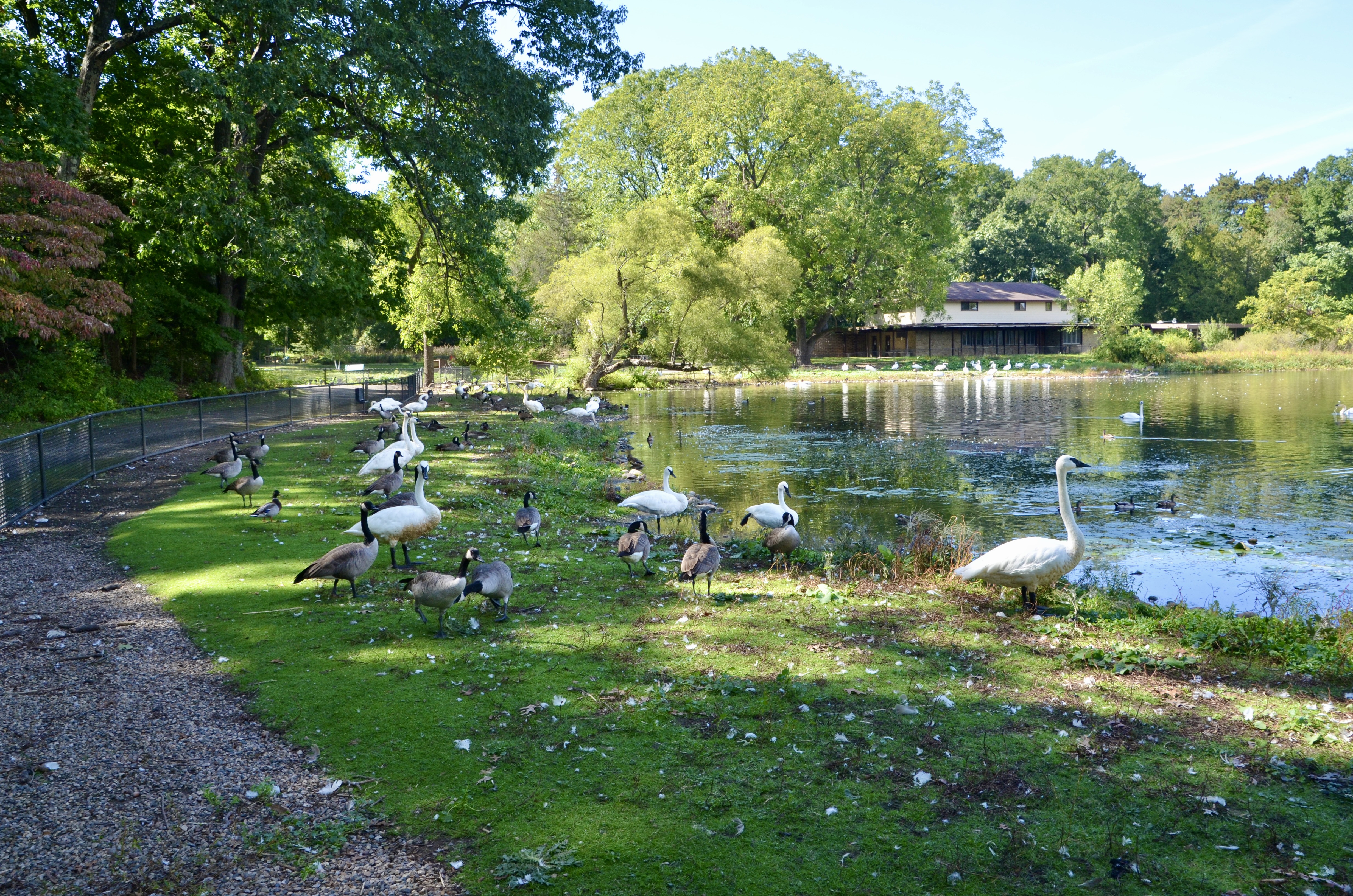 Kellogg Bird Sanctuary Swans Geese Feeding Area