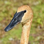 Kellogg Bird Sanctuary Trumpeter Swan Close Up
