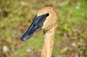 Kellogg Bird Sanctuary Trumpeter Swan Close Up