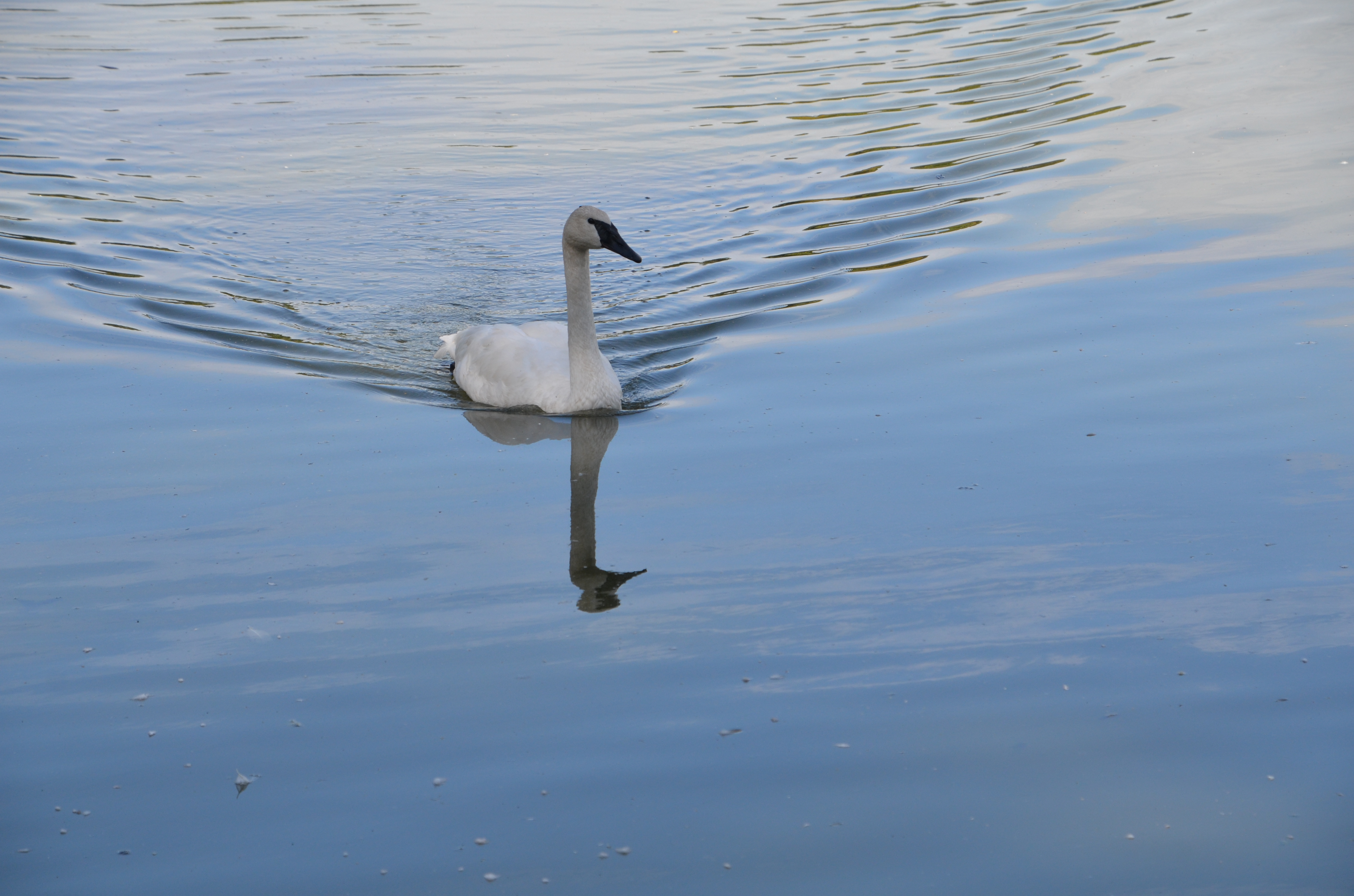 Kellogg Bird Sanctuary Trumpeter Swan Gliding on Lake