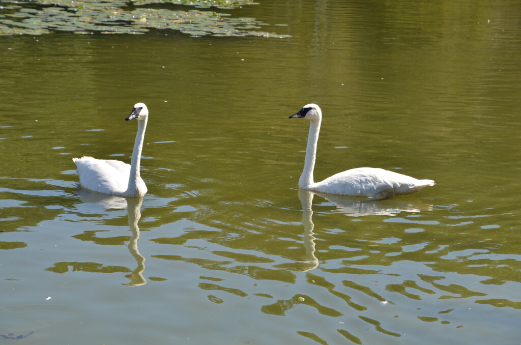 Kellogg Bird Sanctuary Trumpeter Swans