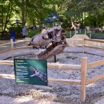 Zoorassic Park Binder Park Zoo T Rex Skull