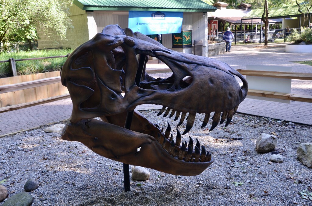 Zoorassic Park Binder Park Zoo T Rex Skull Dinosaurs