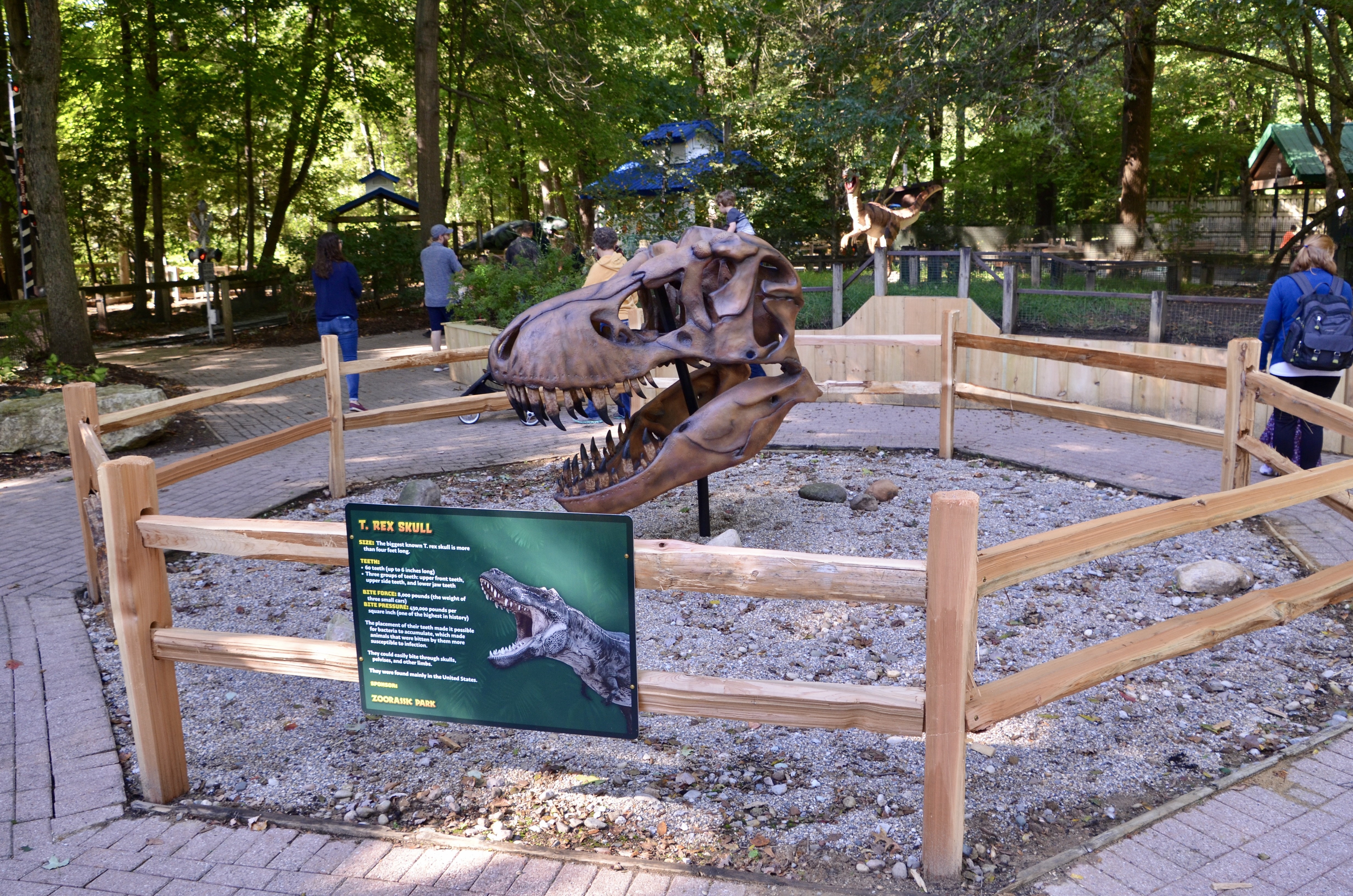 Zoorassic Park Binder Park Zoo T Rex Skull