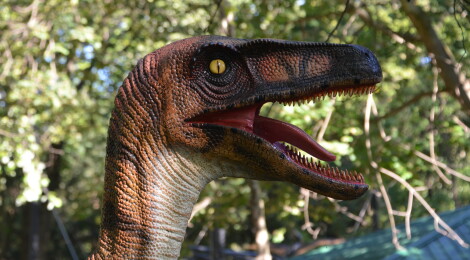 Zoorassic Park at Binder Park Zoo: A First Look at the Interactive Dinosaur Exhibit (PHOTOS)