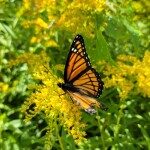 Butterfly at Sleeping Bear Dunes National Lakeshore, August