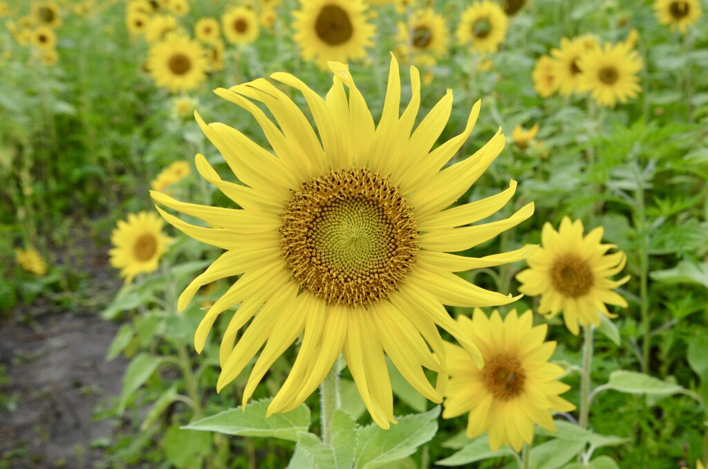 Sunflower at Liefde Farms, July