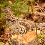 Ruffed Grouse at Bond Falls Scenic Site, May