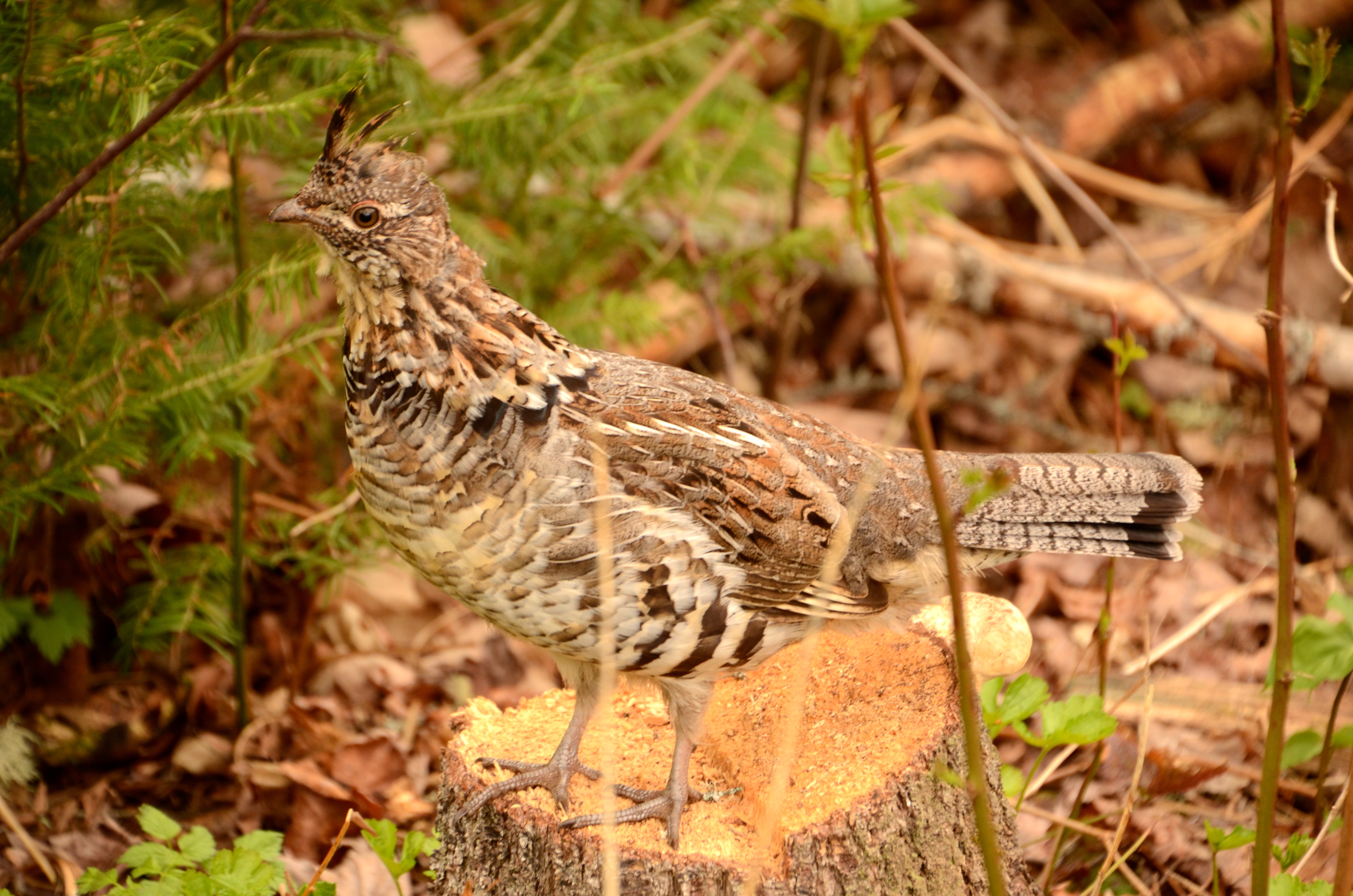 Ruffed Grouse at Bond Falls Scenic Site, May