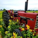 Liefde Farms Sunflowers, July