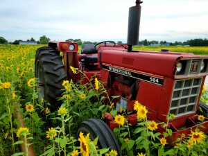 2021 Favorite Michigan Photos Sunflower Field Liefde Farms July
