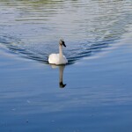 Swan at W.K. Kellogg Bird Sanctuary, September