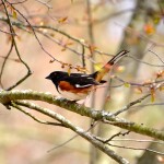 Spotted Towhee at Wege Foundation Natural Area in Lowell, May