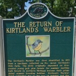 Kirtland’s Warbler Set To Replace Elk On Michigan Wildlife Conservation License Plates in 2022