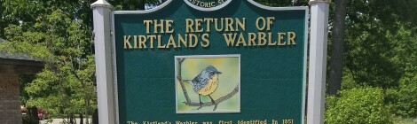 Kirtland's Warbler Set To Replace Elk On Michigan Wildlife Conservation License Plates in 2022