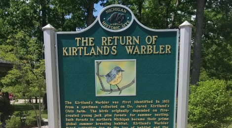 Kirtland's Warbler Set To Replace Elk On Michigan Wildlife Conservation License Plates in 2022