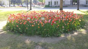 Michigan Spring 2022 Tulip Time Holland