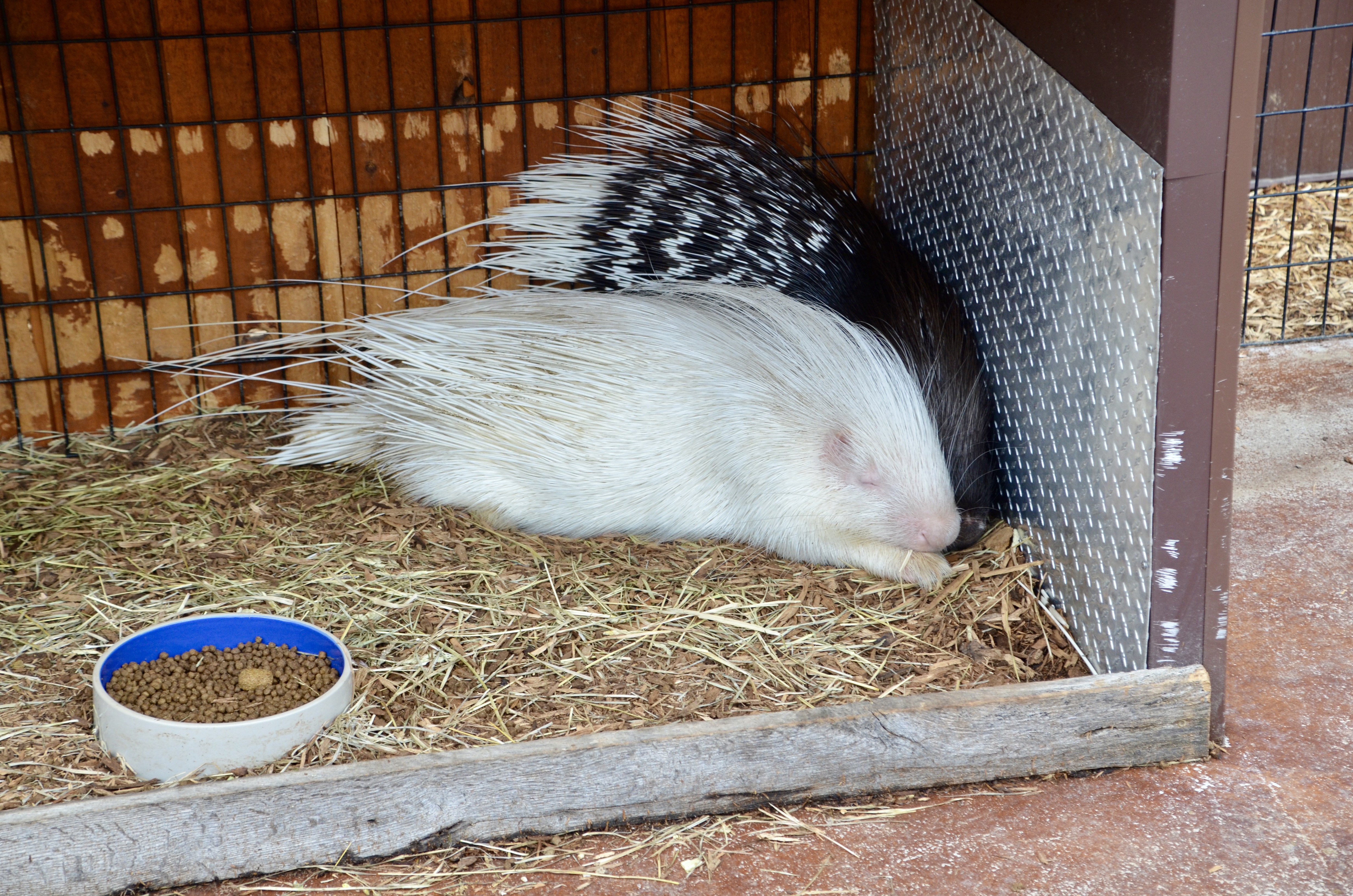 2022 Boulder Ridge Wild Animal Park African Crested Porcupine