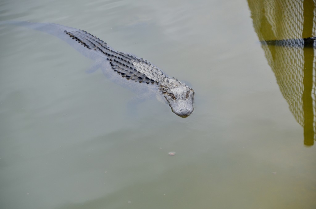 2022 Boulder Ridge Wild Animal Park Alligator in Water