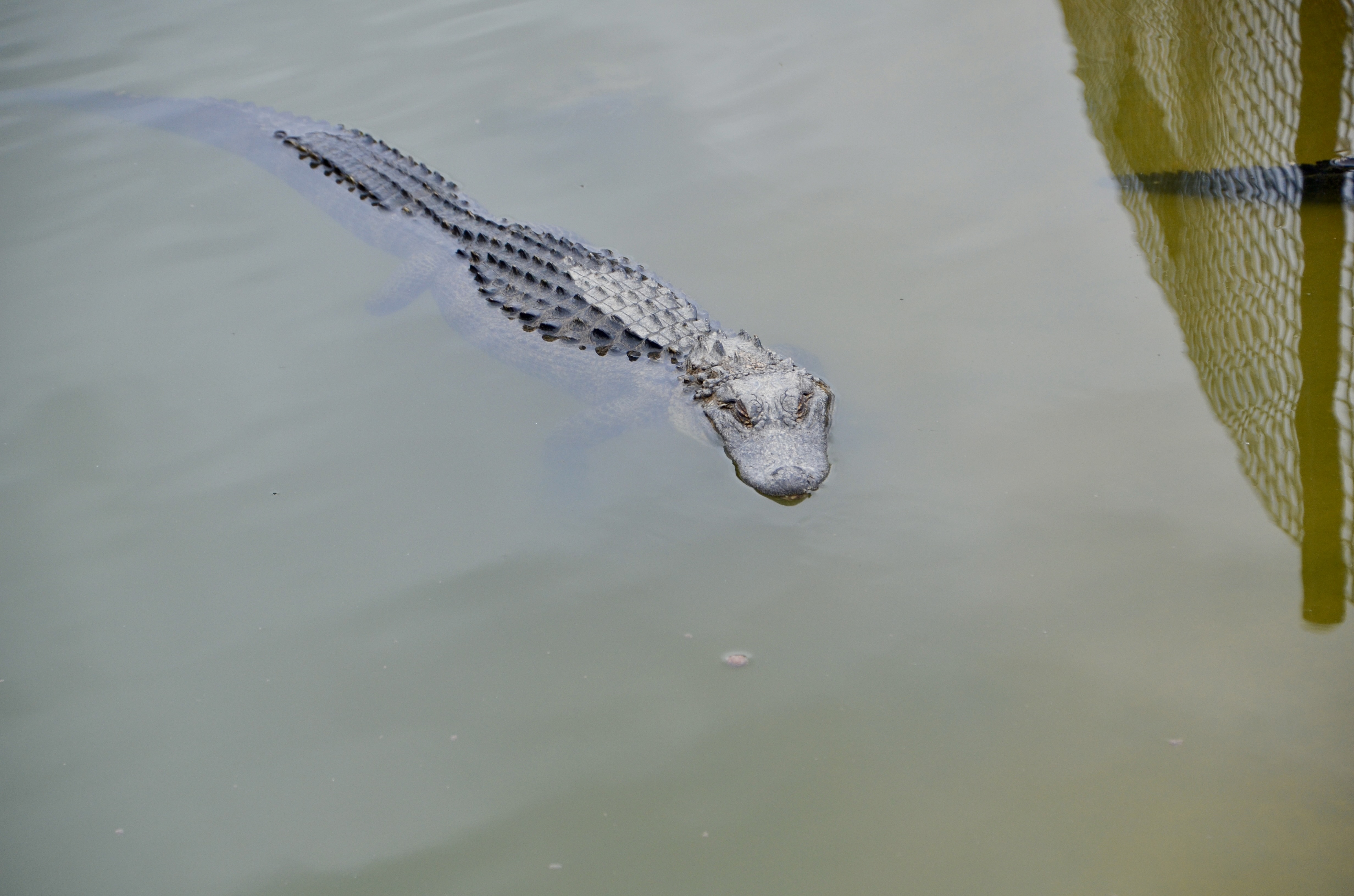2022 Boulder Ridge Wild Animal Park Alligator in Water