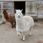 2022 Boulder Ridge Wild Animal Park Alpacas Petting Zoo