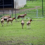 2022 Boulder Ridge Wild Animal Park Antelope Herd
