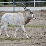 2022 Boulder Ridge Wild Animal Park Antelope Moving
