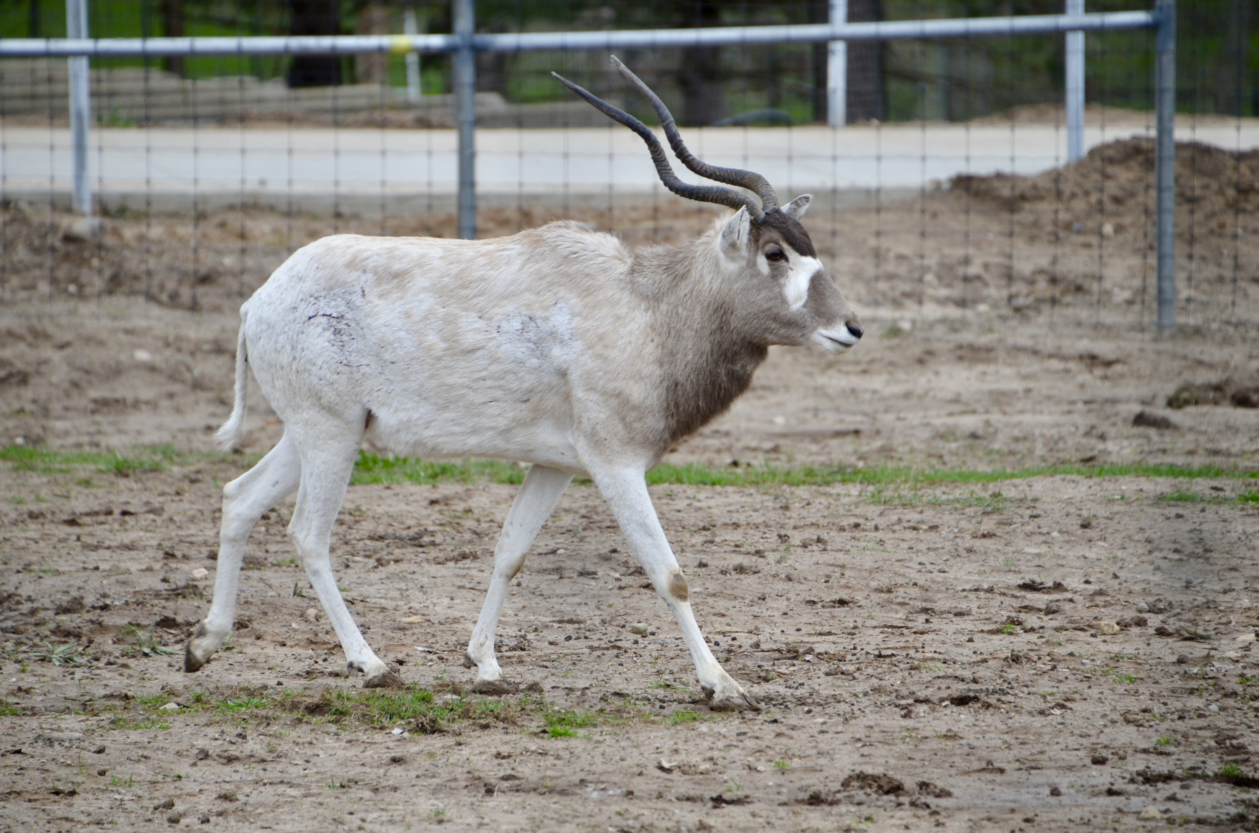 2022 Boulder Ridge Wild Animal Park Antelope Moving