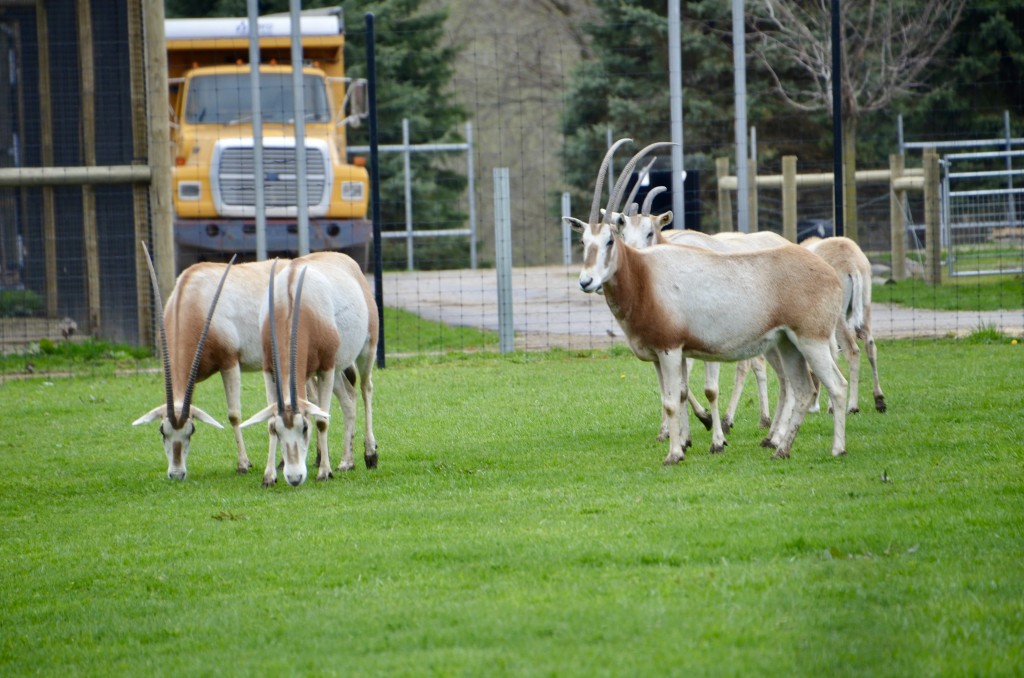 2022 Boulder Ridge Wild Animal Park Antelopes