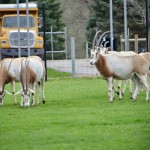 2022 Boulder Ridge Wild Animal Park Antelopes