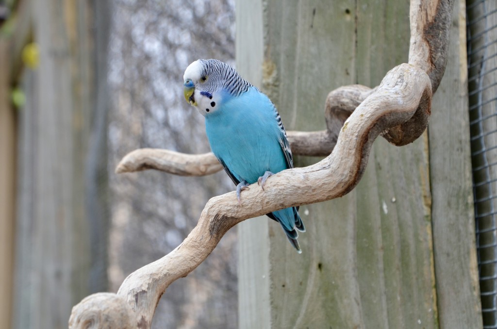 2022 Boulder Ridge Wild Animal Park Blue Parakeet