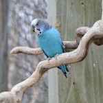 2022 Boulder Ridge Wild Animal Park Blue Parakeet