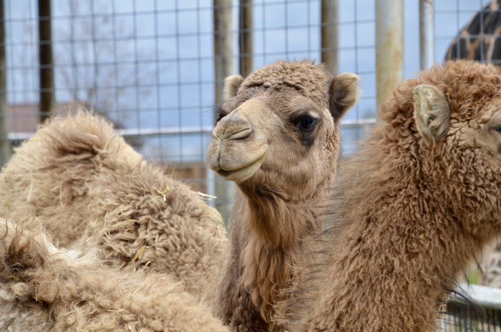 2022 Boulder Ridge Wild Animal Park Camels