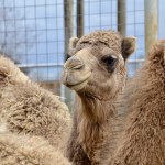 2022 Boulder Ridge Wild Animal Park Camels