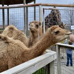 2022 Boulder Ridge Wild Animal Park Feeding Camels