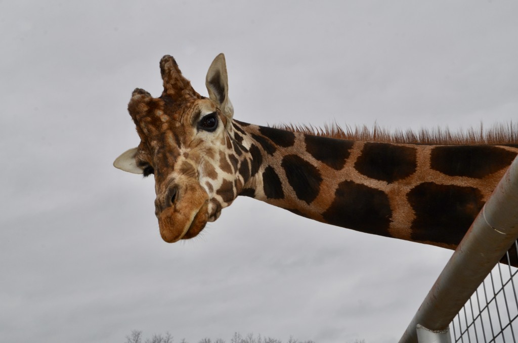 2022 Boulder Ridge Wild Animal Park Giraffe Close Up