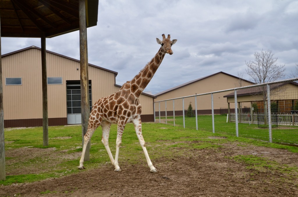 2022 Boulder Ridge Wild Animal Park Giraffe Exhibit