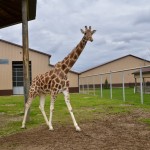 2022 Boulder Ridge Wild Animal Park Giraffe Exhibit