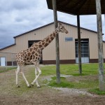 2022 Boulder Ridge Wild Animal Park Giraffe Walking