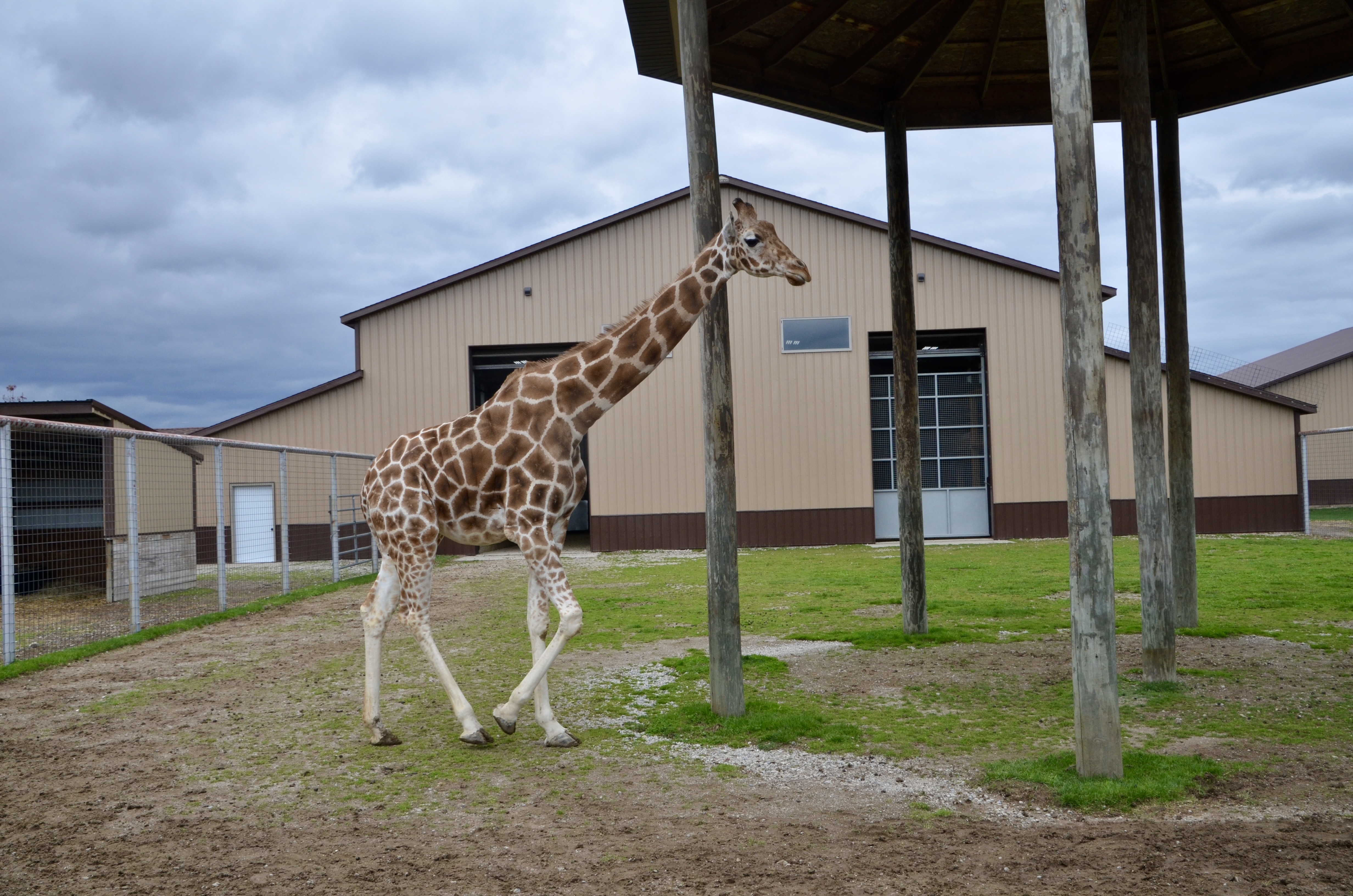 2022 Boulder Ridge Wild Animal Park Giraffe Walking