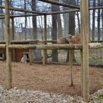 2022 Boulder Ridge Wild Animal Park Lynx Exhibit