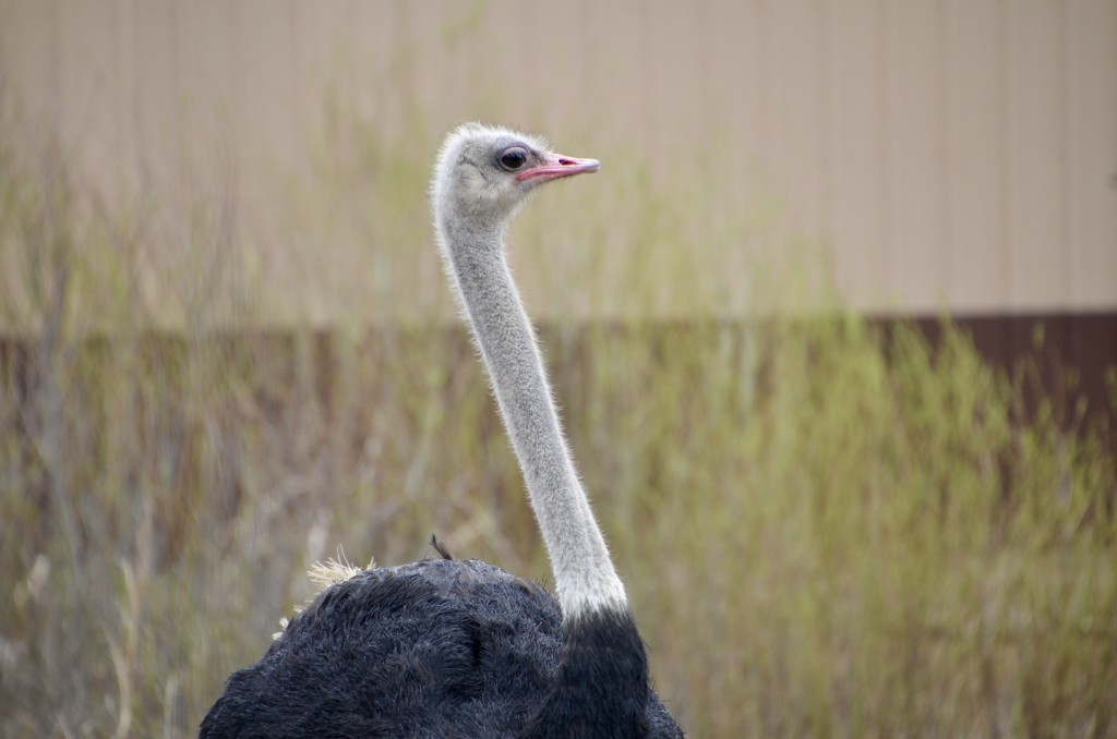 2022 Boulder Ridge Wild Animal Park Ostrich
