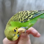 2022 Boulder Ridge Wild Animal Park Parakeet
