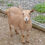 2022 Boulder Ridge Wild Animal Park Pygmy Goat Petting Zoo
