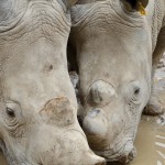 2022 Boulder Ridge Wild Animal Park Rhino Pair
