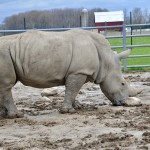 2022 Boulder Ridge Wild Animal Park Rhinoceros