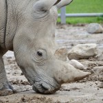 2022 Boulder Ridge Wild Animal Park Rhinoceros Close Up