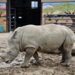 2022 Boulder Ridge Wild Animal Park Rhinoceros New Exhibit