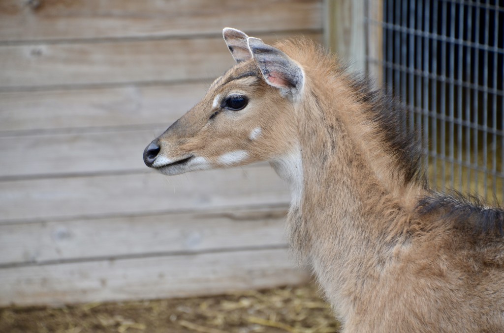 2022 Boulder Ridge Wild Animal Park Sitka Deer Close up