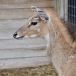 2022 Boulder Ridge Wild Animal Park Sitka Deer Close up